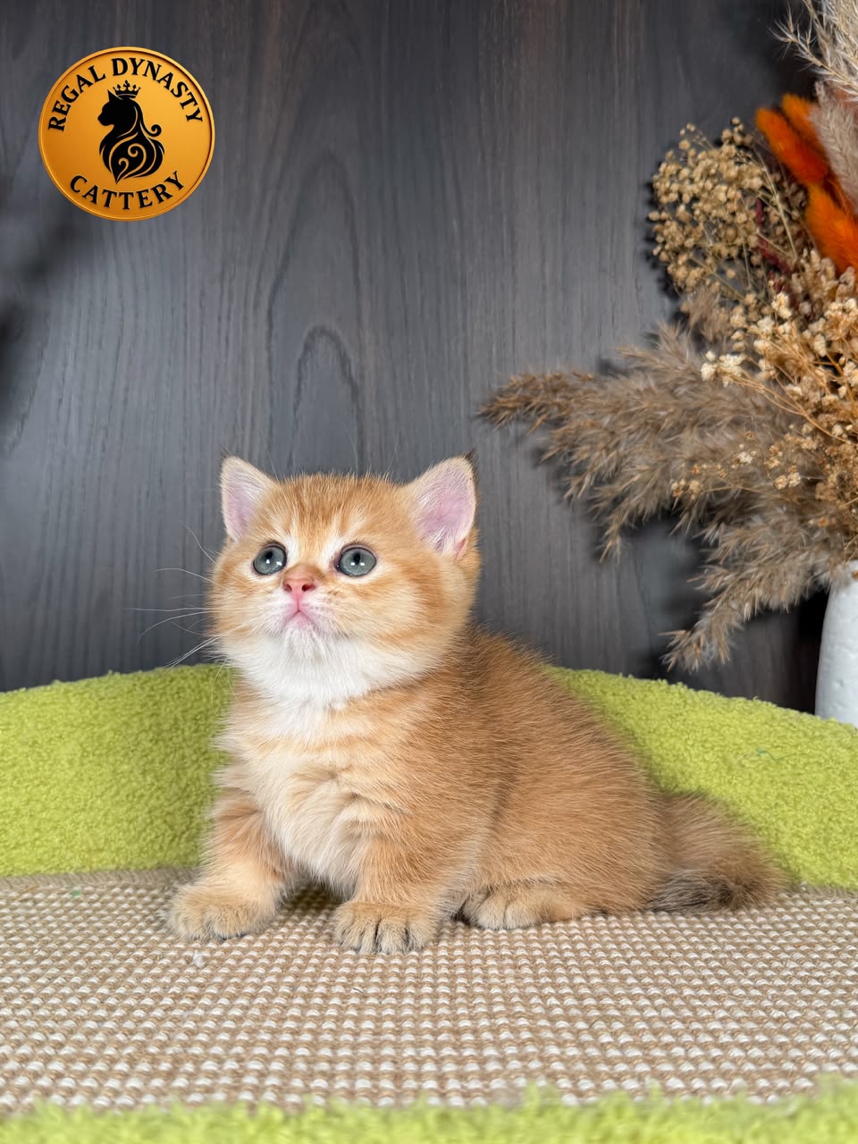 Munchkin Female – Short Legs