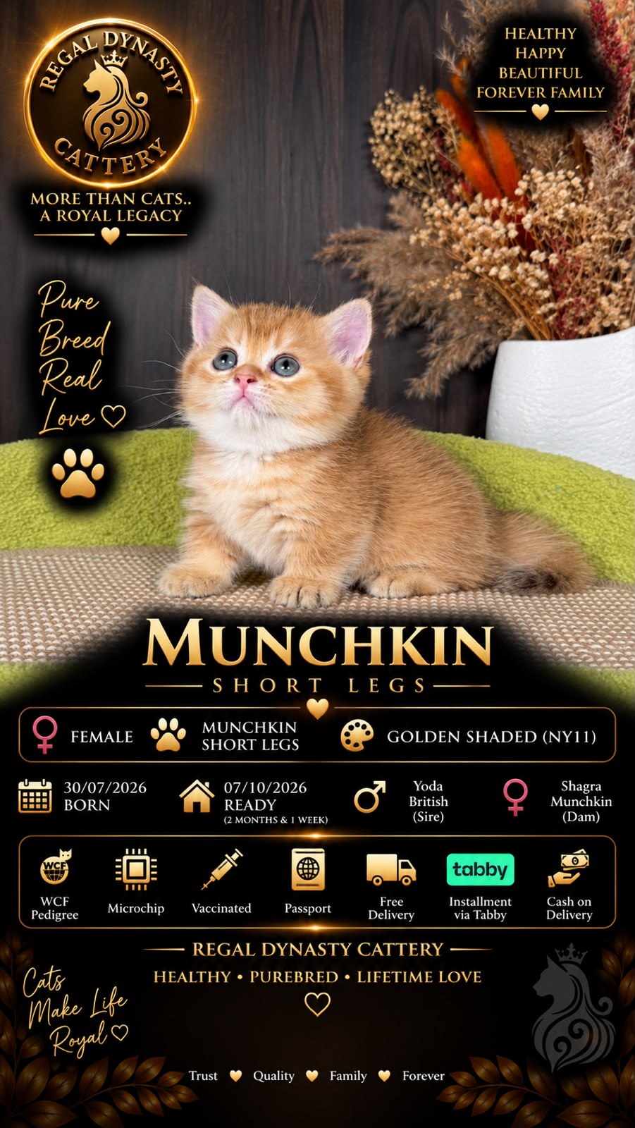 Munchkin Female – Short Legs - Image 2