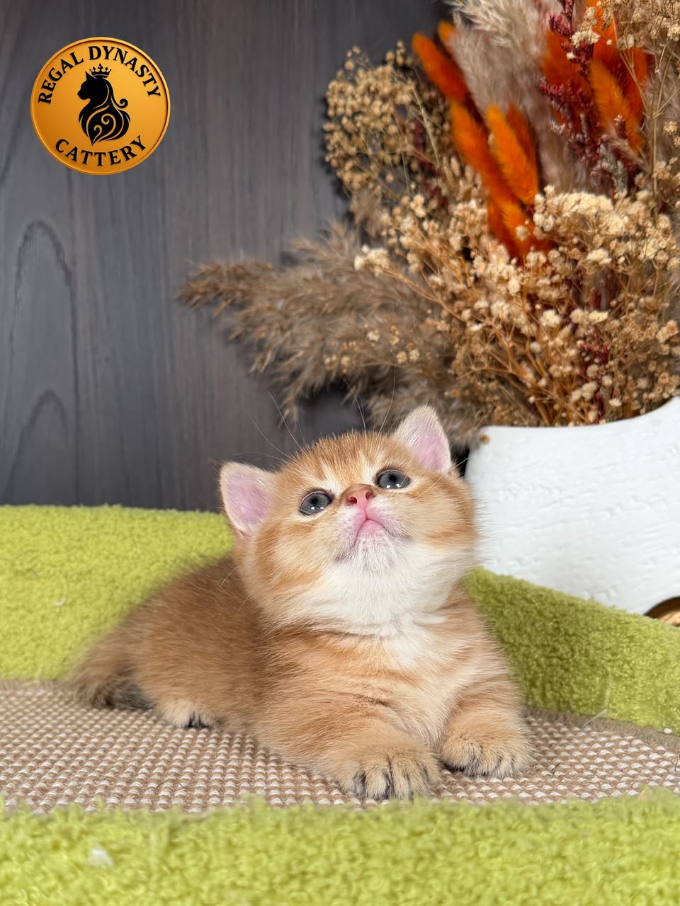 Munchkin Female – Short Legs - Image 4