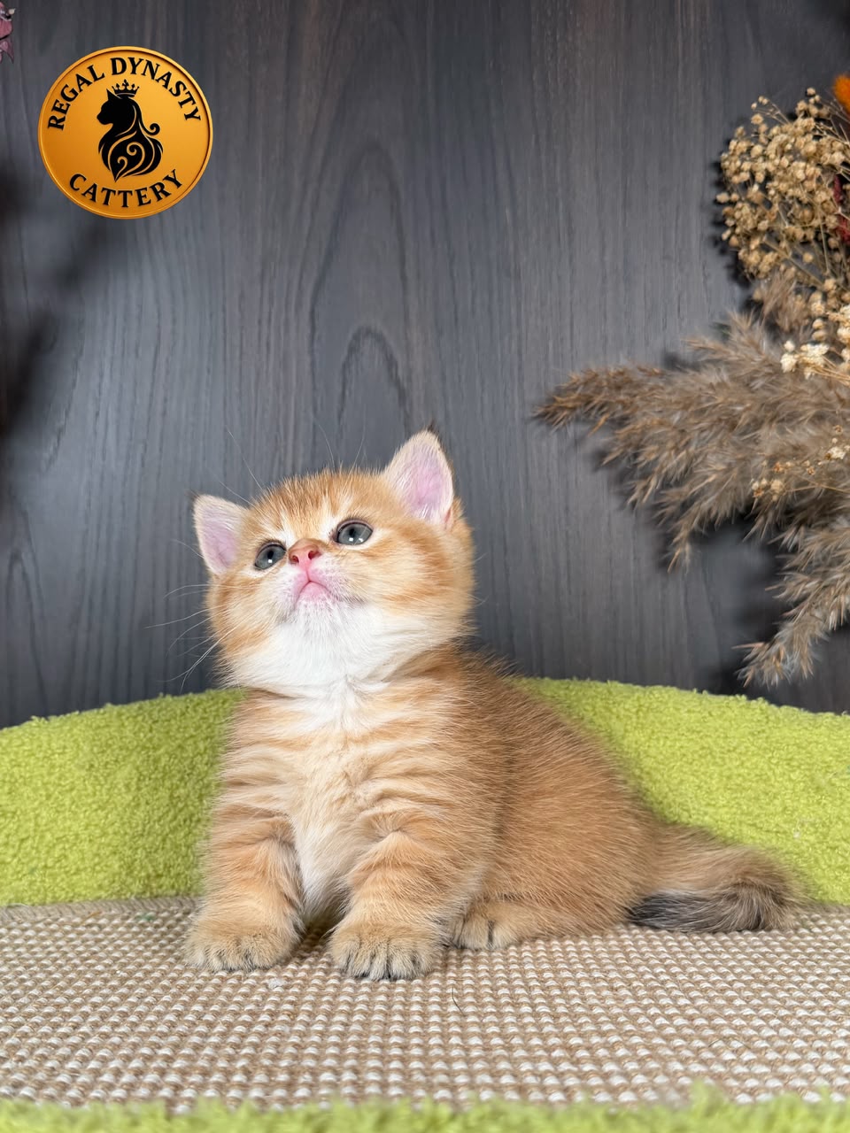 Munchkin Female – Short Legs - Image 3
