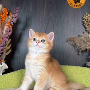 Munchkin Male – Long Legs