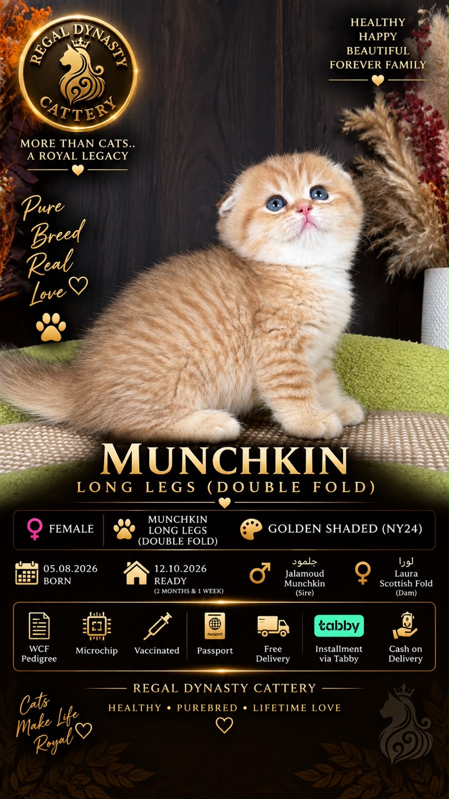 Munchkin Female – Long Legs Double Fold - Image 2