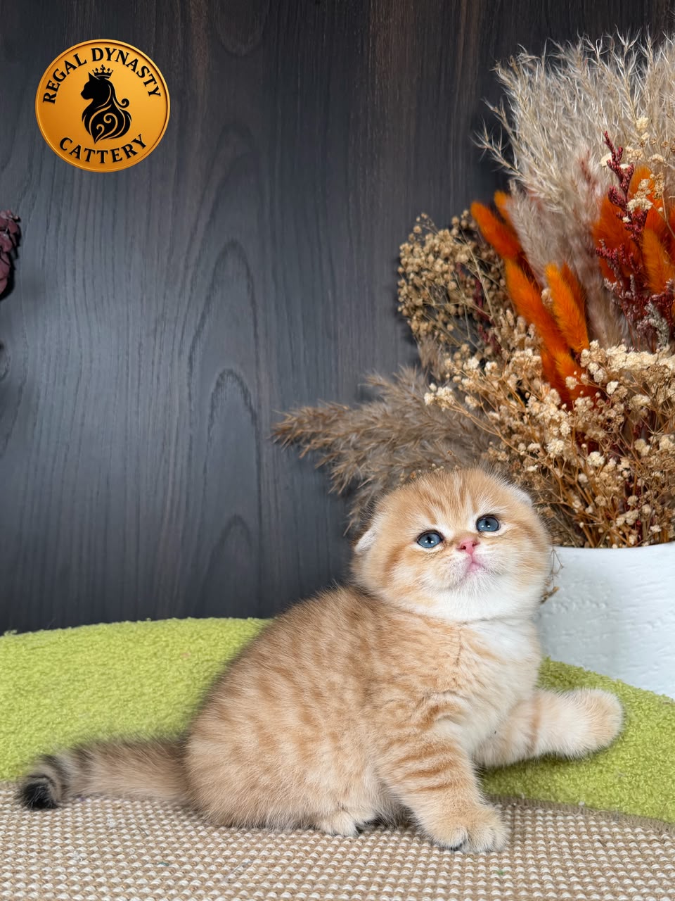 Munchkin Female – Long Legs Double Fold - Image 4