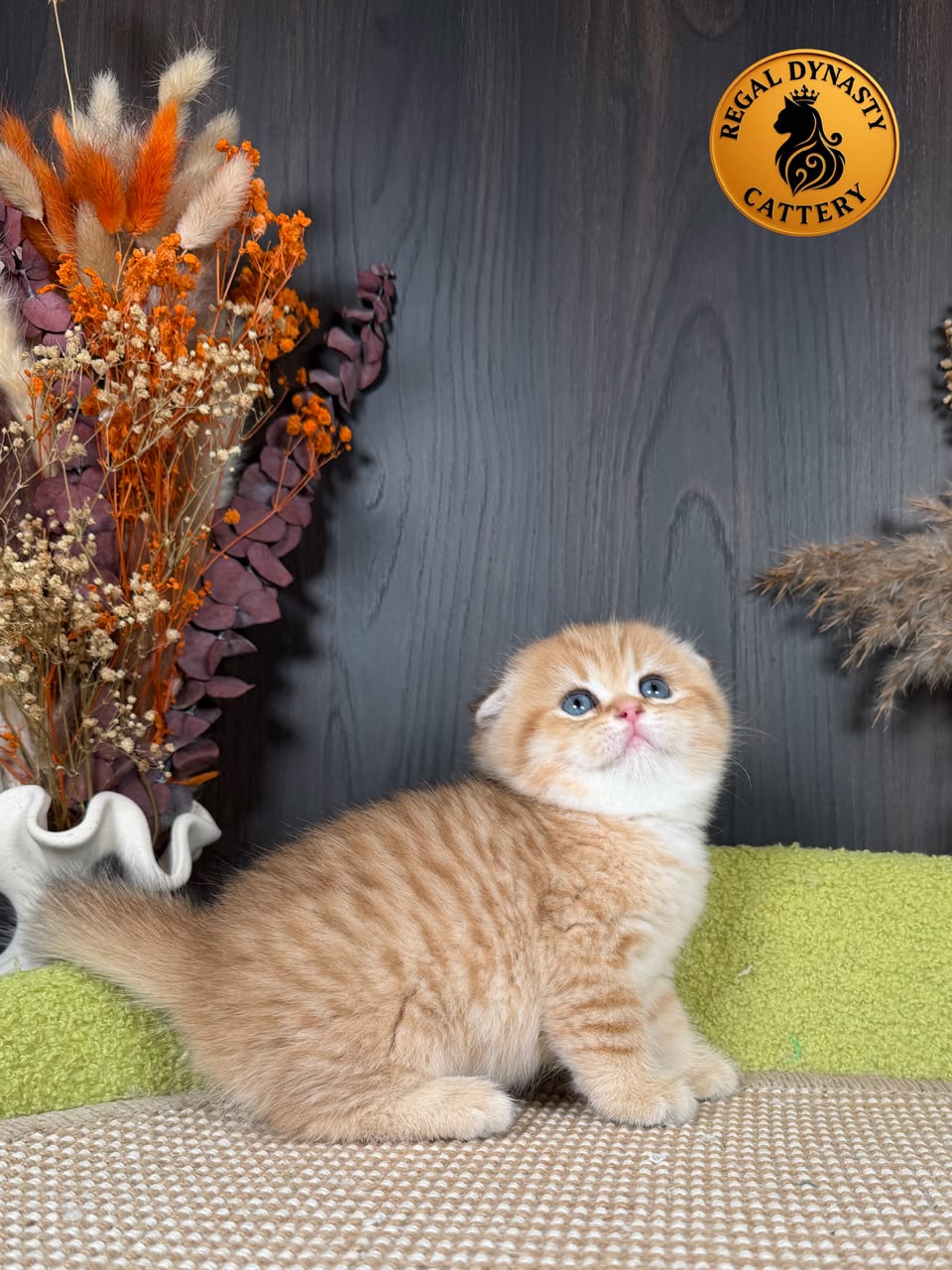Munchkin Female – Long Legs Double Fold - Image 5