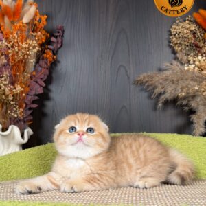 Munchkin Female – Long Legs Double Fold