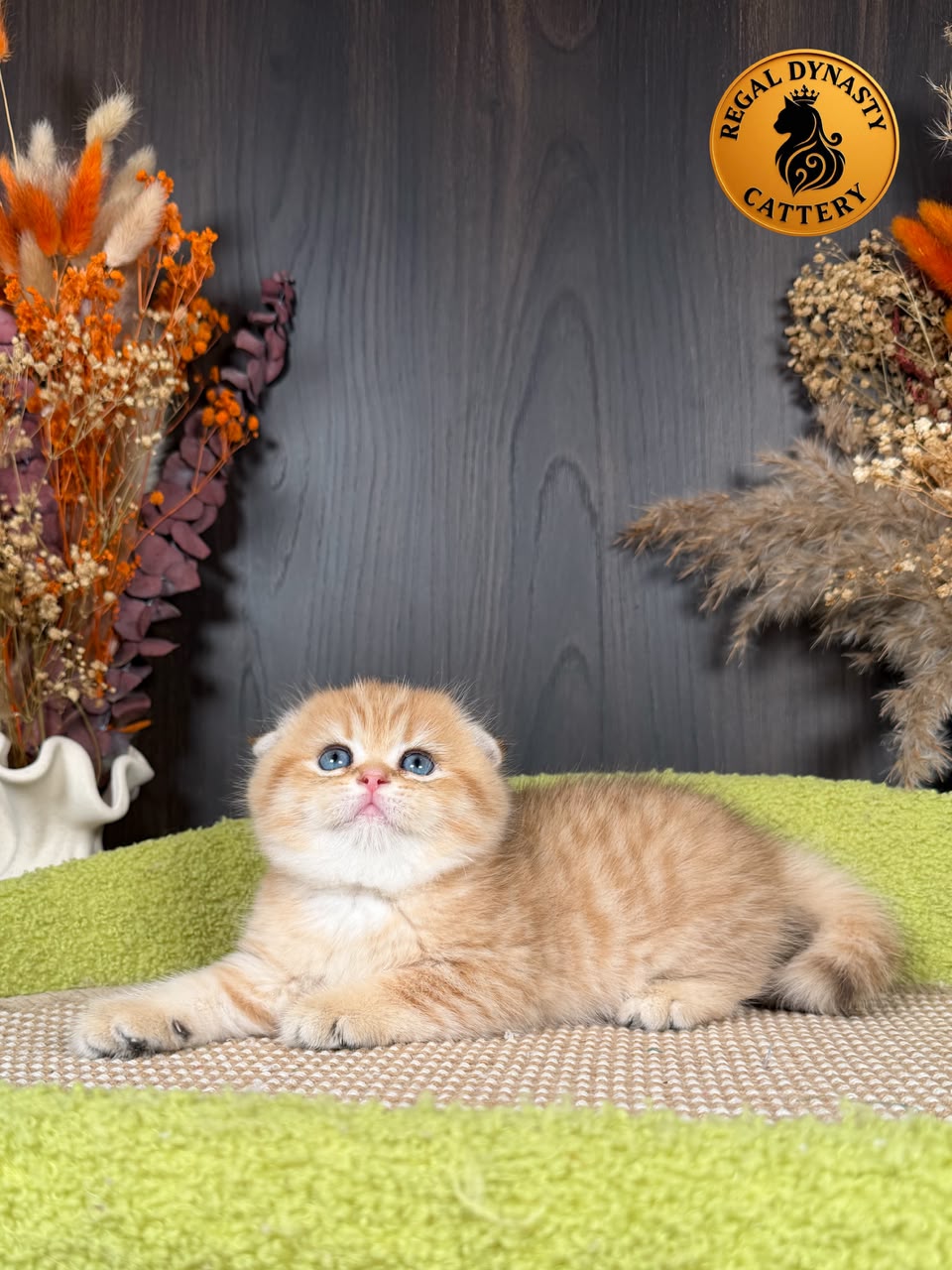 Munchkin Female – Long Legs Double Fold