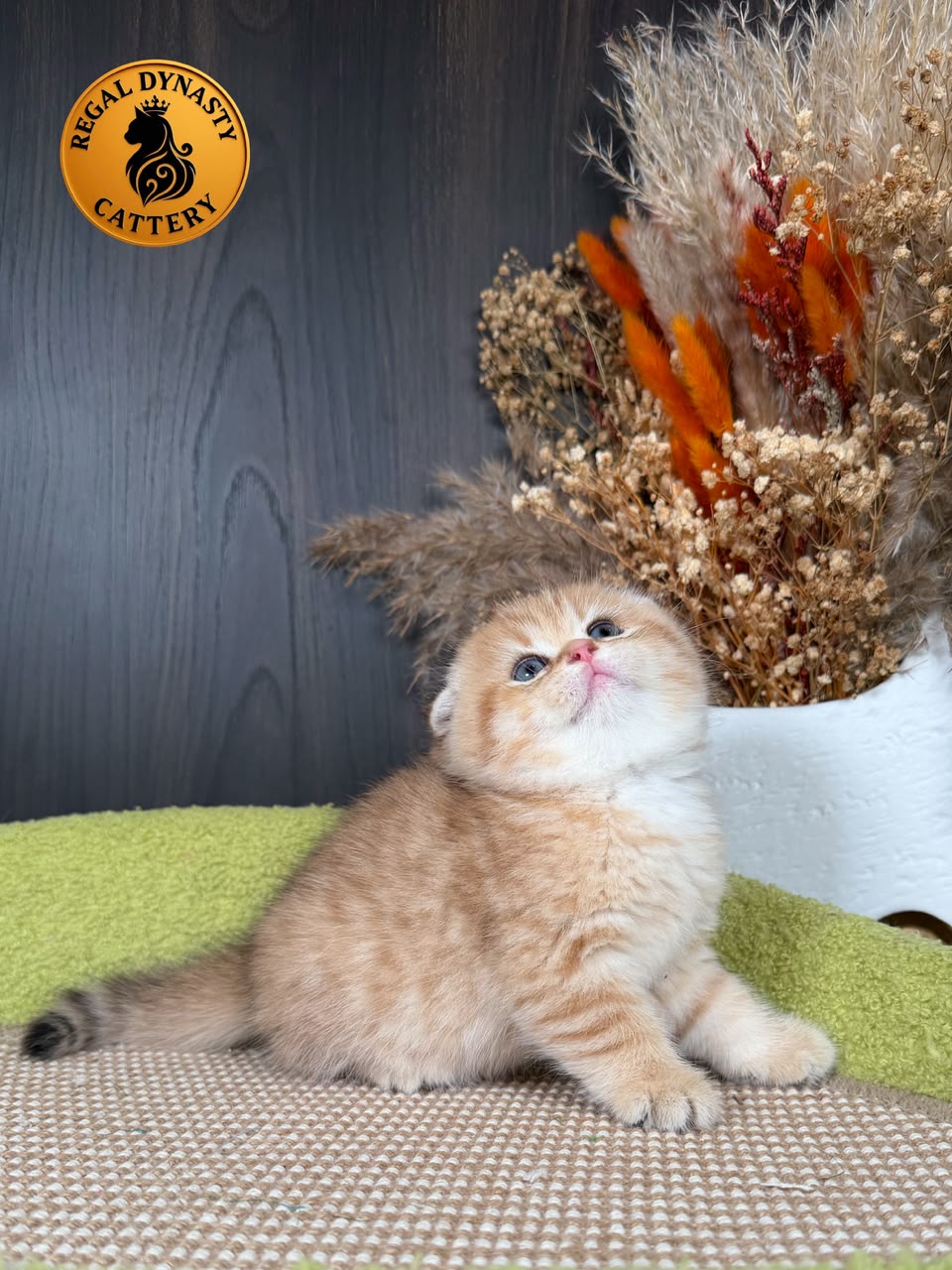 Munchkin Female – Long Legs Double Fold - Image 3