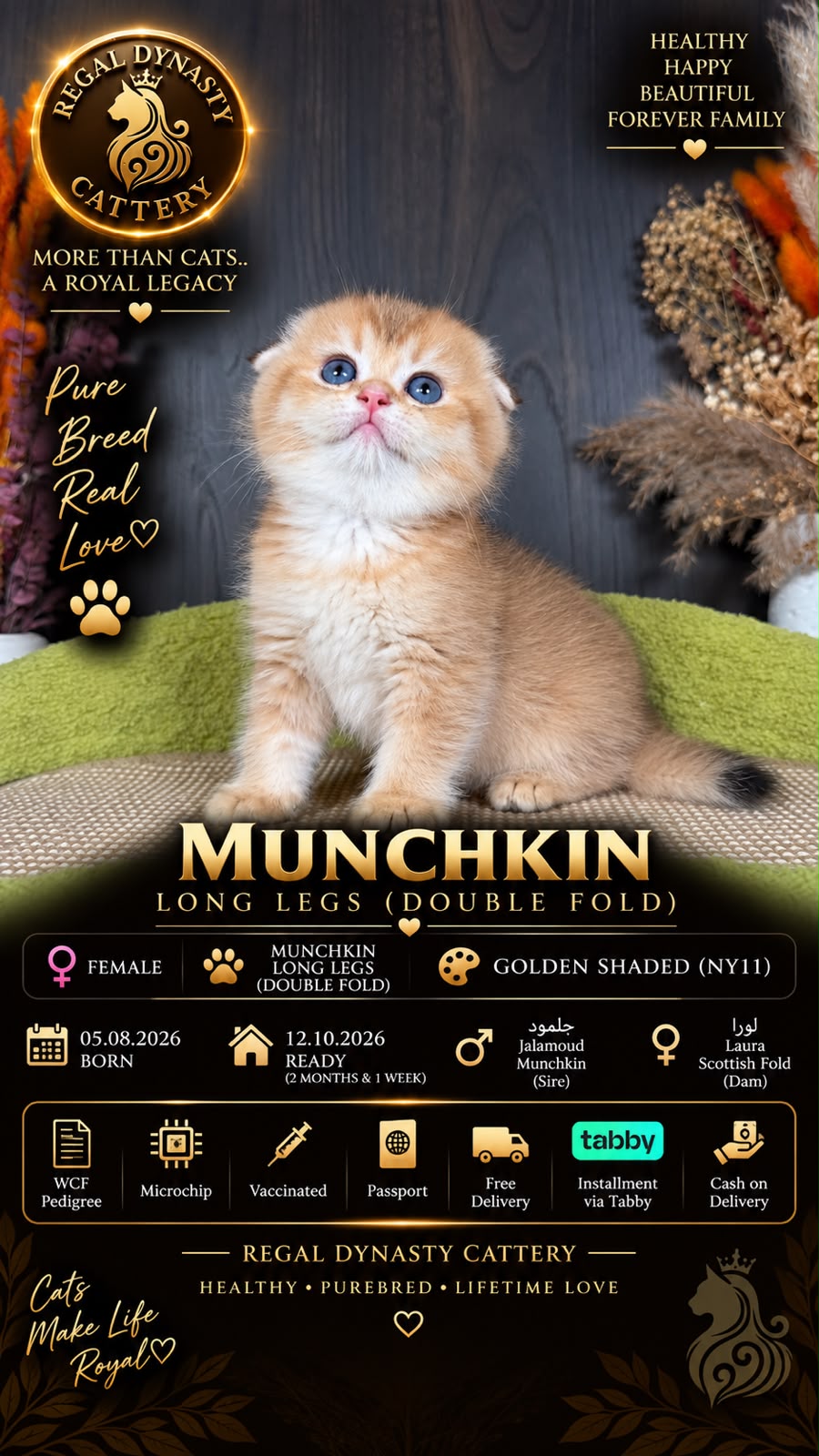 Munchkin Female – Long Legs Double Fold - Image 2
