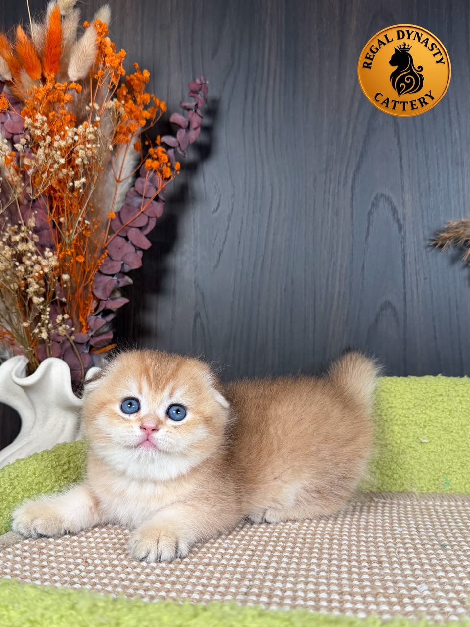 Munchkin Female – Long Legs Double Fold - Image 3