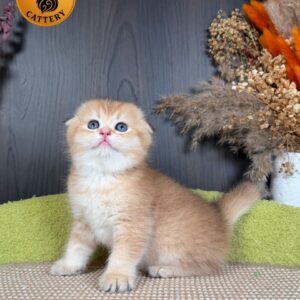 Munchkin Female – Long Legs Double Fold