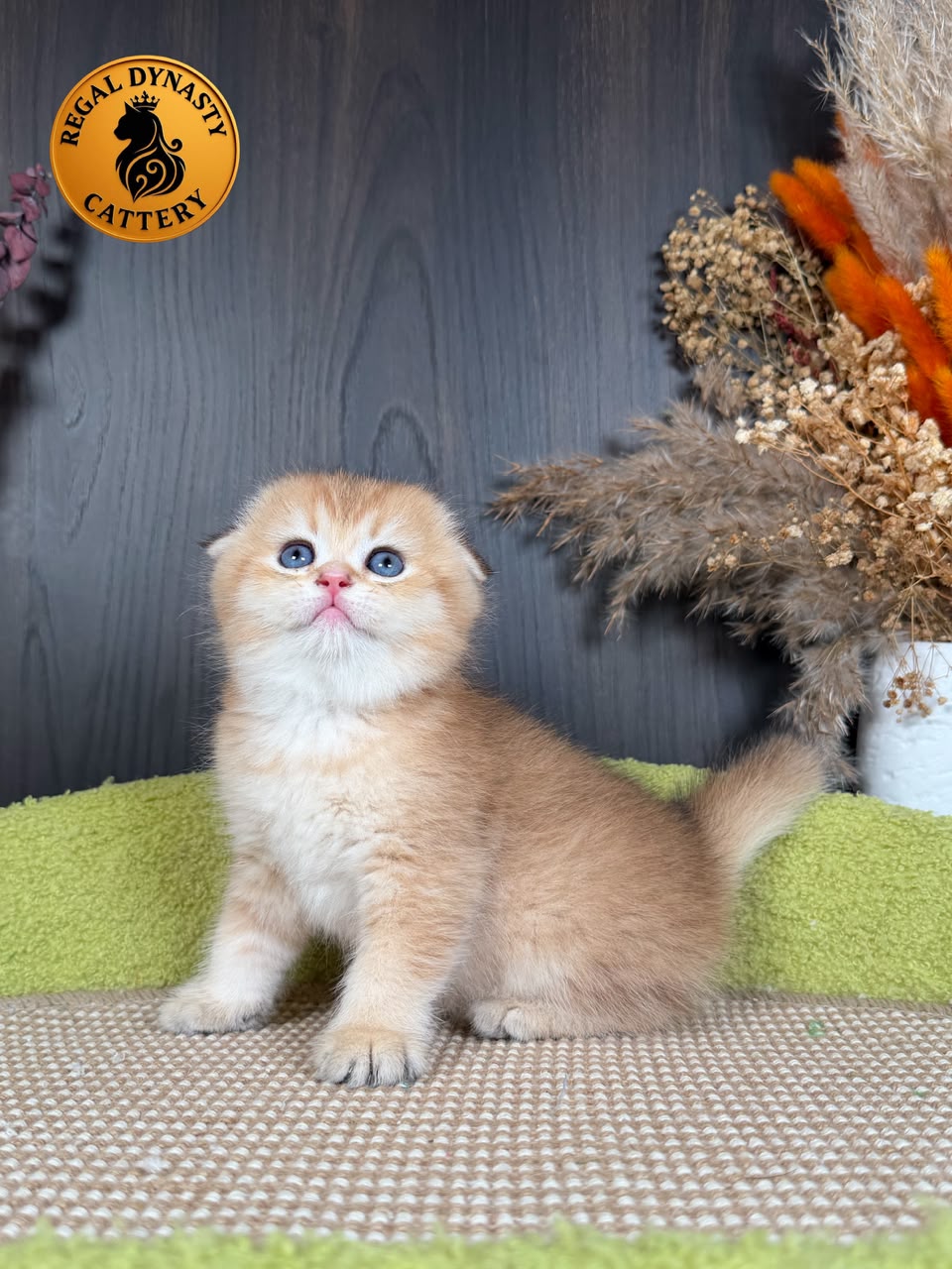 Munchkin Female – Long Legs Double Fold