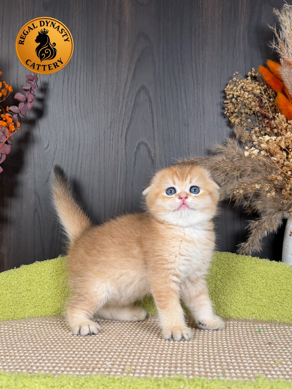 Munchkin Female – Long Legs Double Fold - Image 4