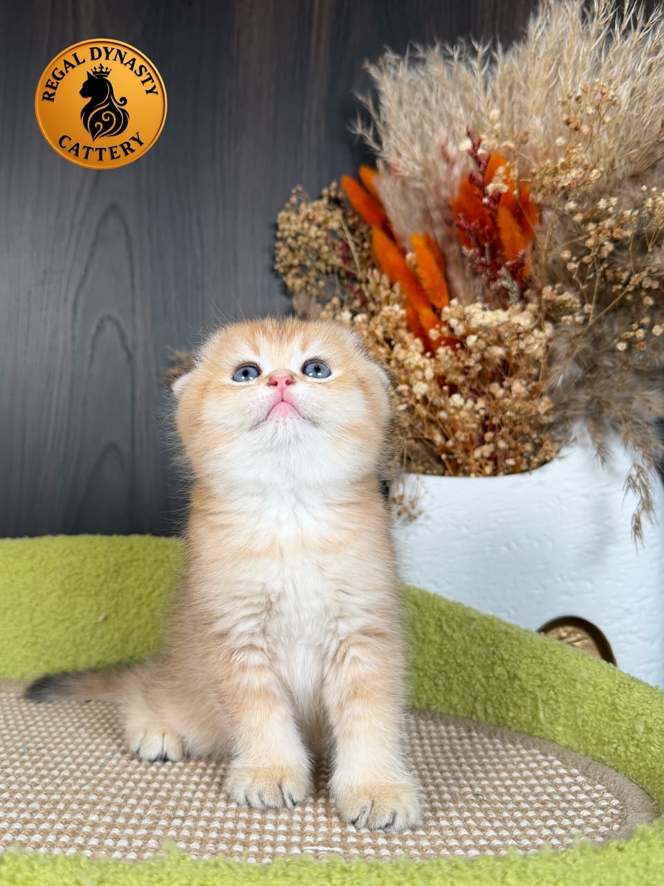 Munchkin Female – Long Legs Double Fold - Image 5