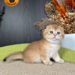 Munchkin Male – Long Legs Double Fold