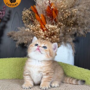 Munchkin Female – Short Legs