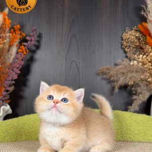 Munchkin Female – Short Legs