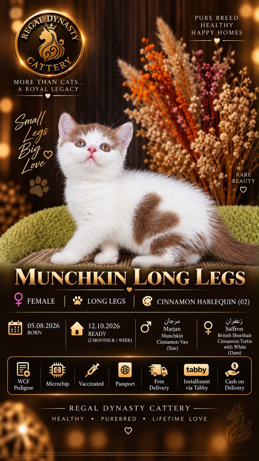 Female Munchkin – Long Legs - Image 2