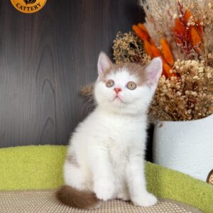Female Munchkin – Long Legs
