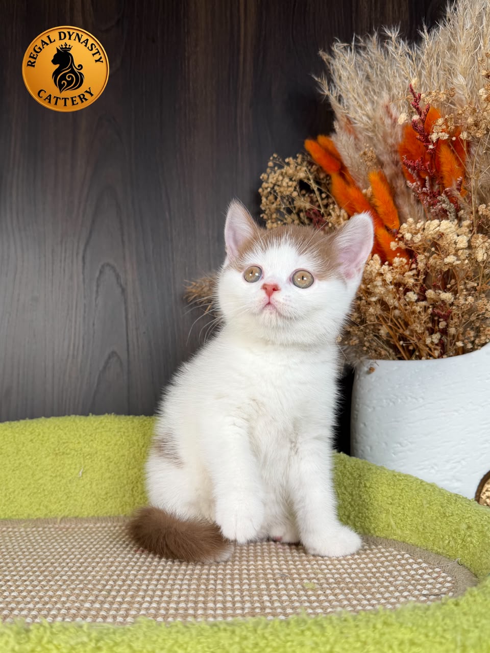 Female Munchkin – Long Legs
