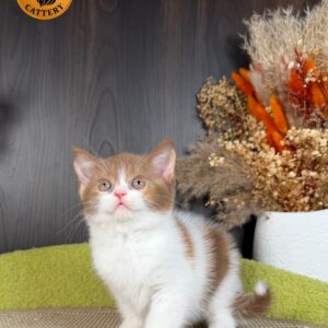 Female Munchkin – Long Legs