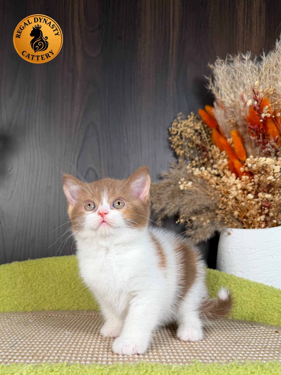 Female Munchkin – Long Legs