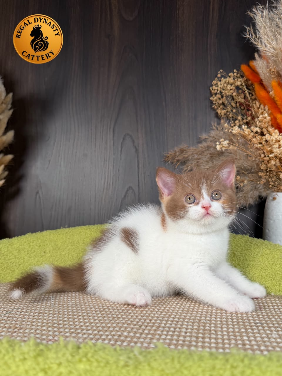 Female Munchkin – Long Legs - Image 7