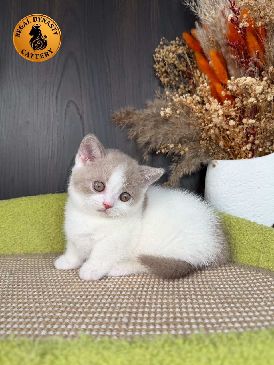 Female Munchkin – Short Legs - Image 8