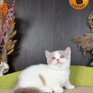 Female Munchkin – Short Legs