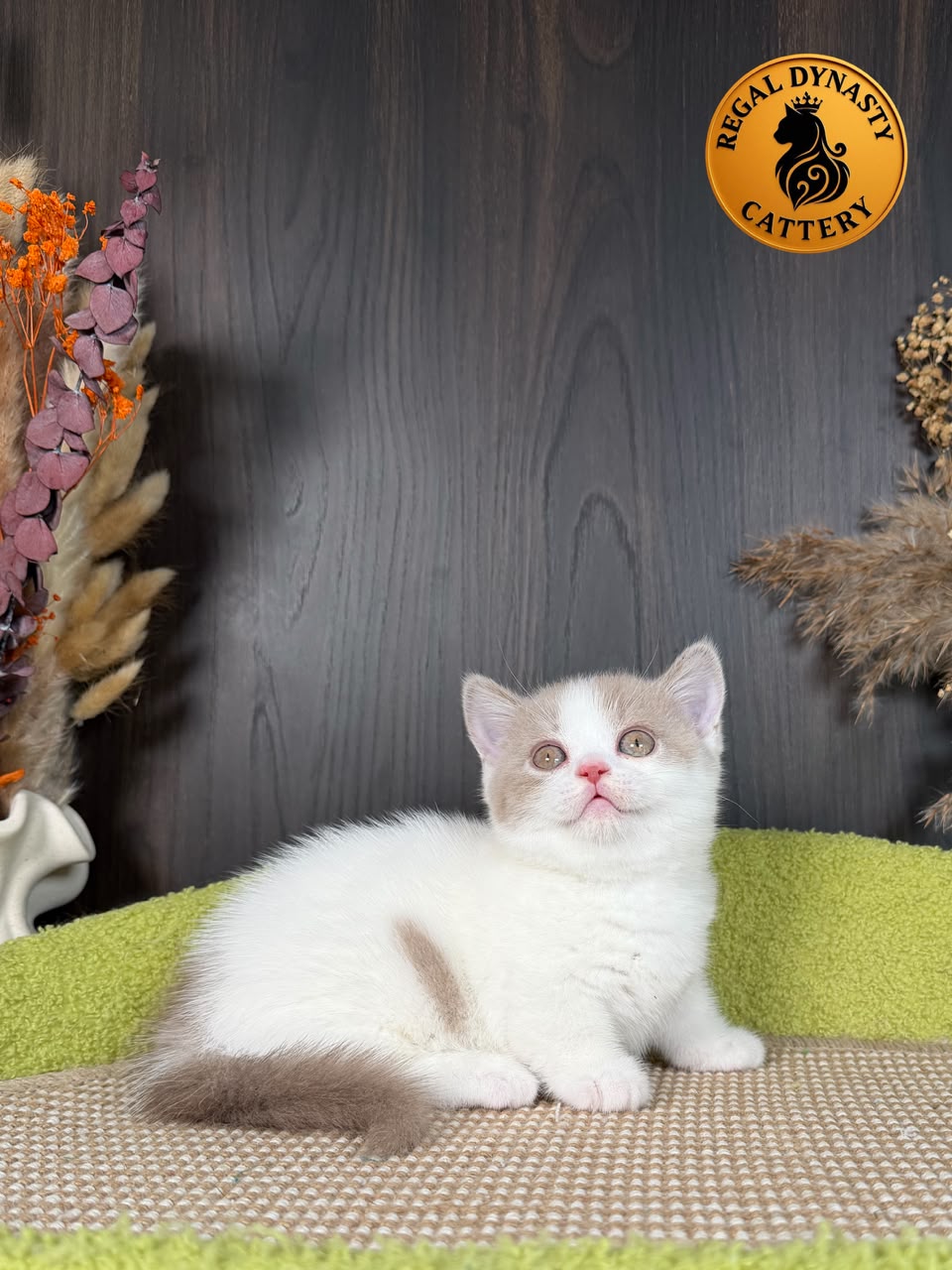 Female Munchkin – Short Legs