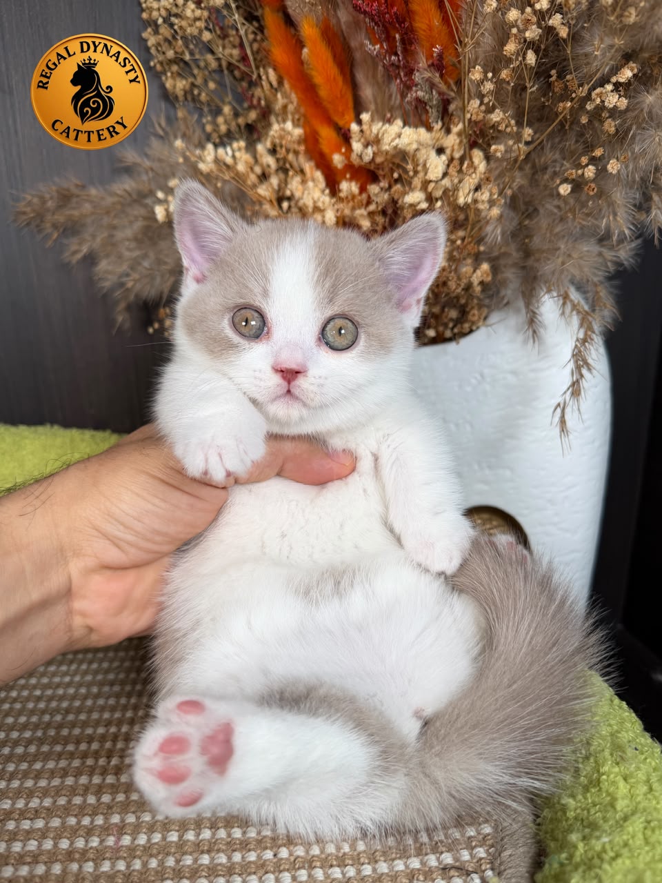 Female Munchkin – Short Legs - Image 6