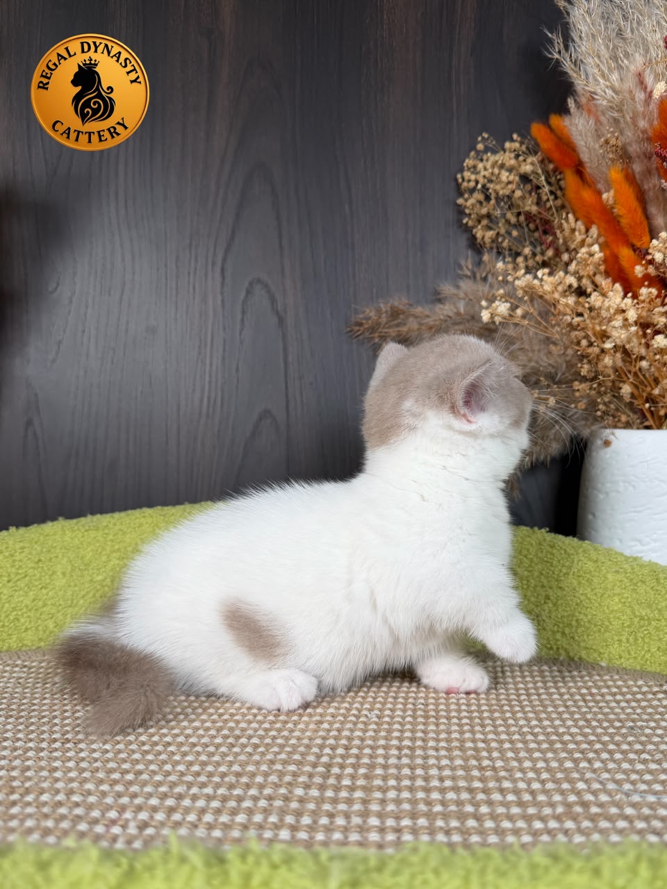 Female Munchkin – Short Legs - Image 5