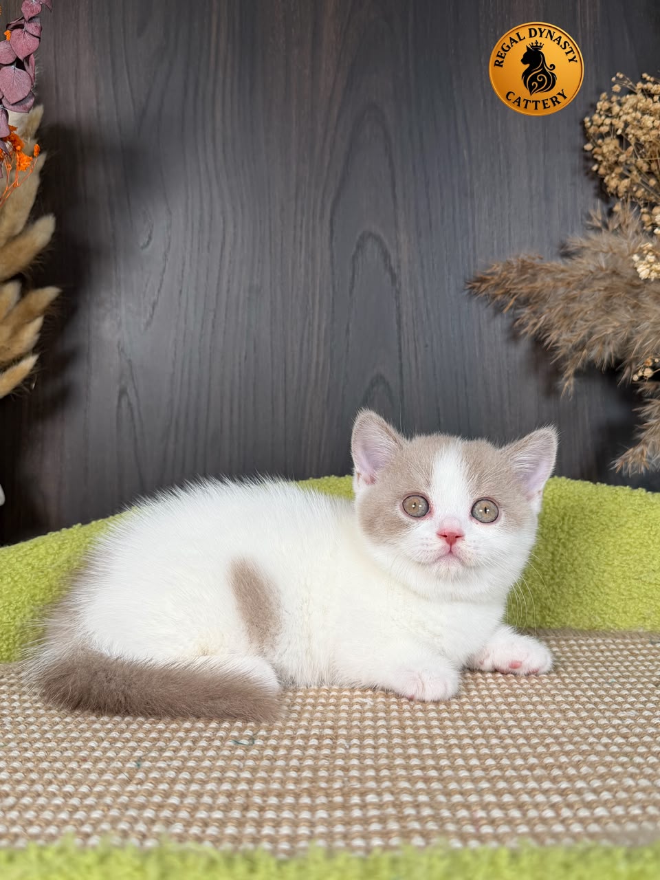 Female Munchkin – Short Legs - Image 7