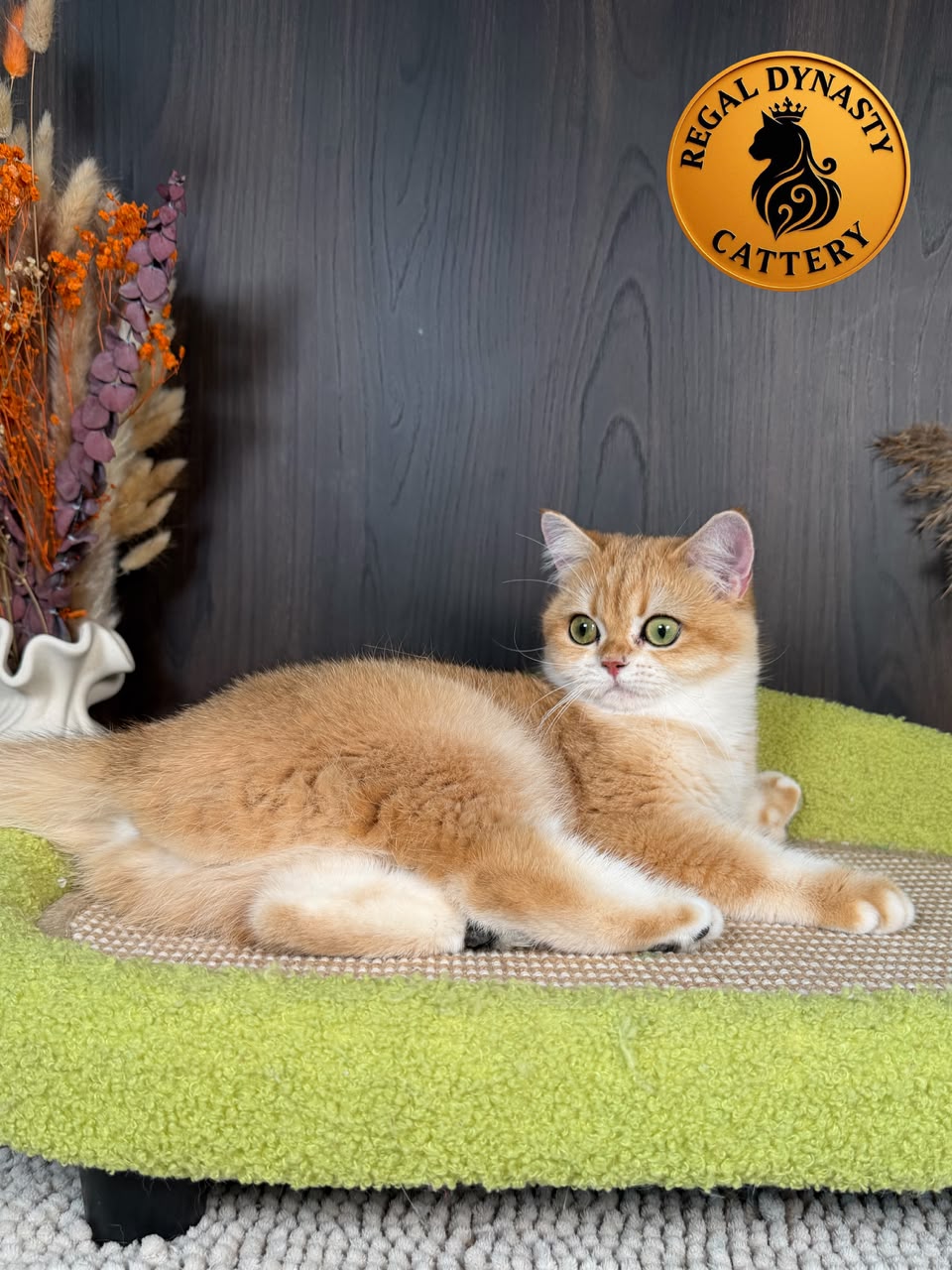 British Shorthair โ Premium Quality ๐ - Image 2