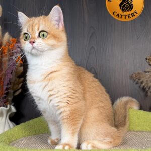 British Shorthair – Premium Quality 👑