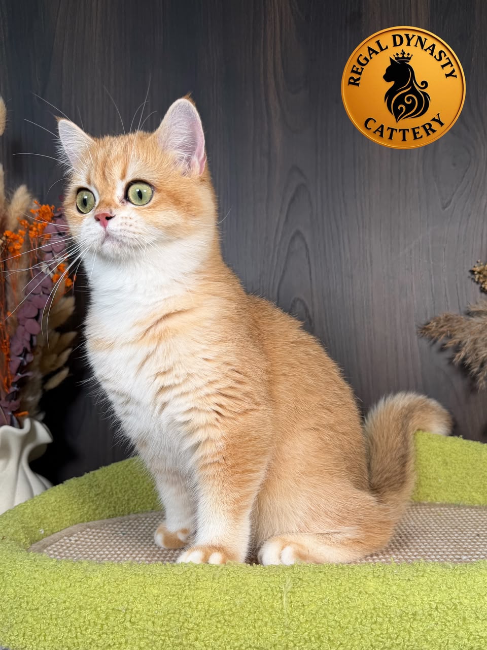 British Shorthair โ Premium Quality ๐