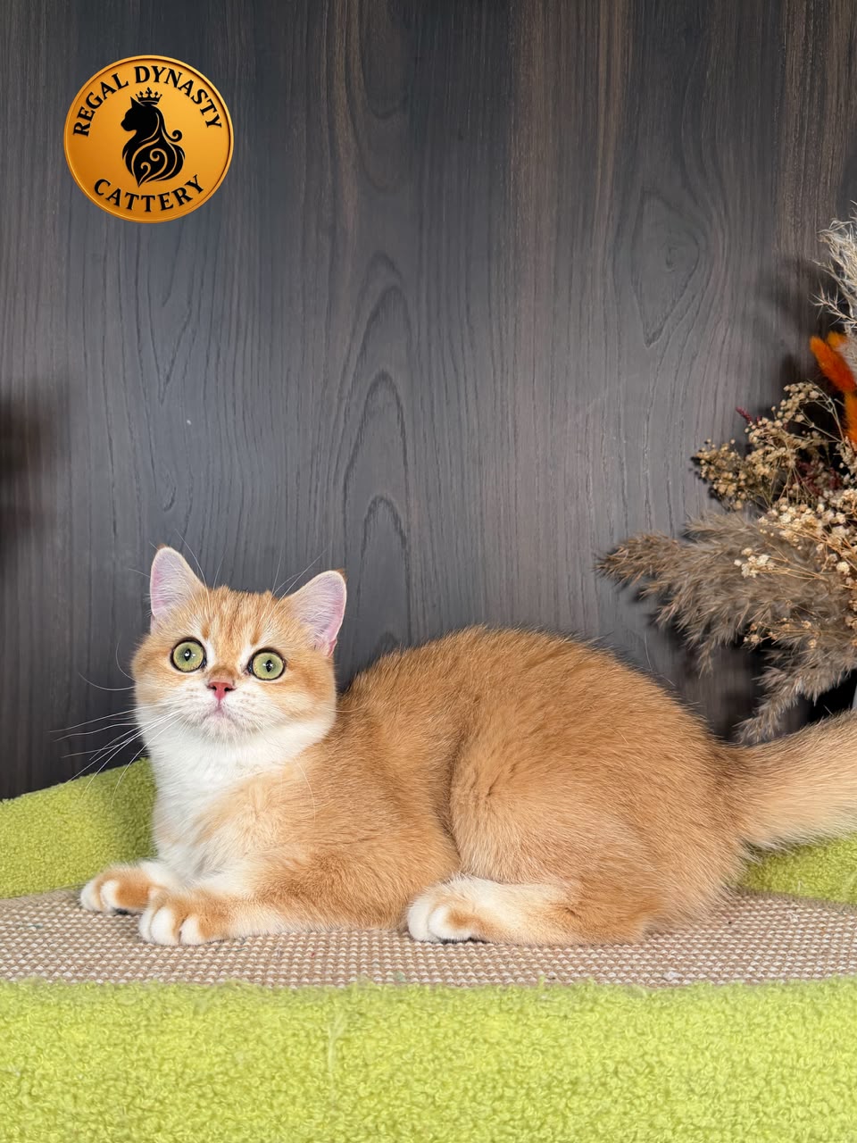 British Shorthair โ Premium Quality ๐ - Image 3