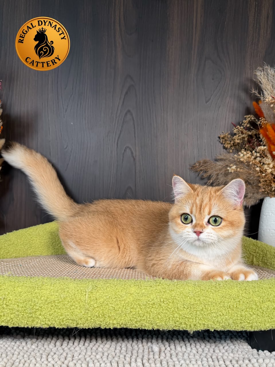 British Shorthair โ Premium Quality ๐ - Image 4