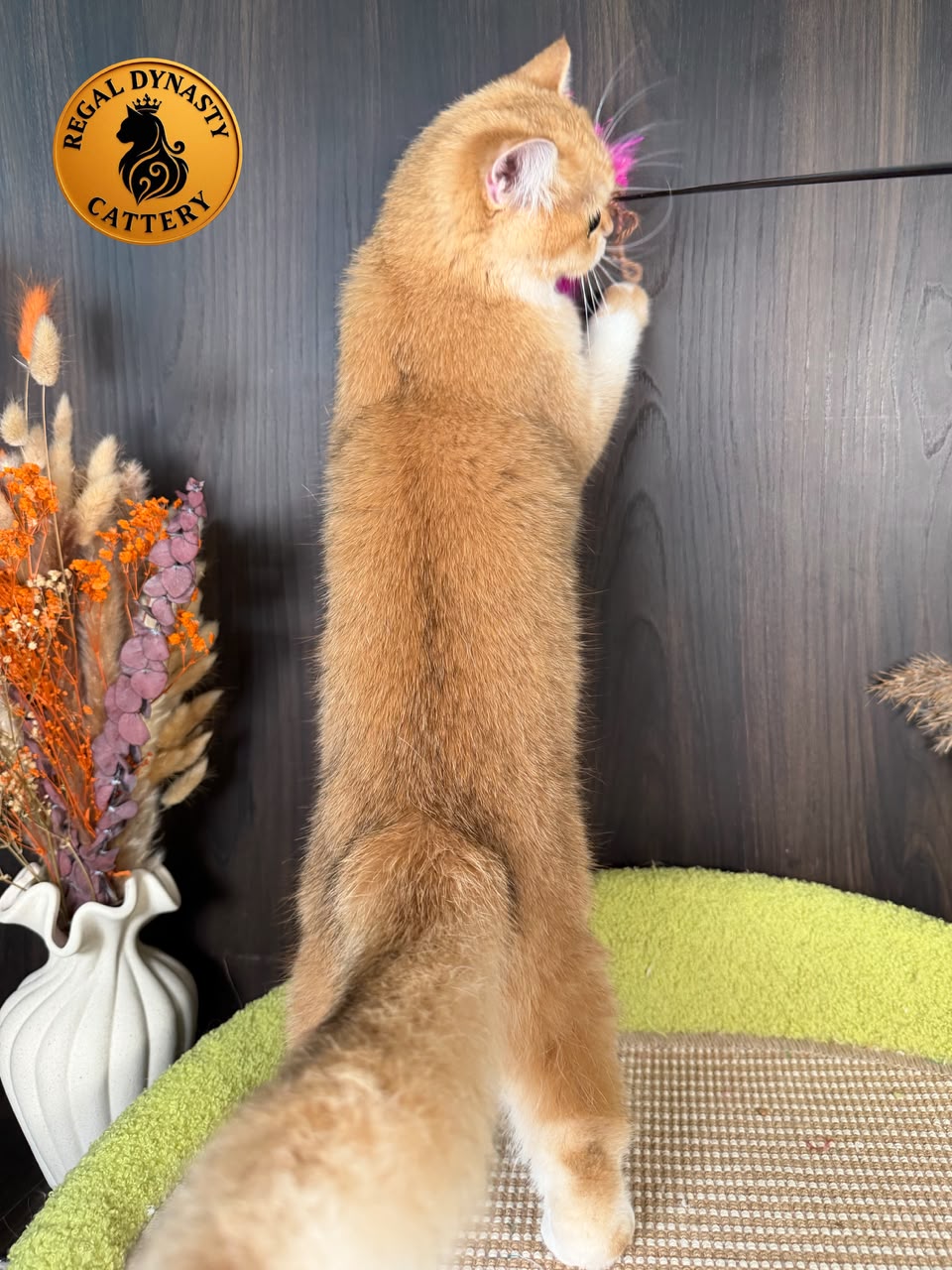 British Shorthair โ Premium Quality ๐ - Image 5