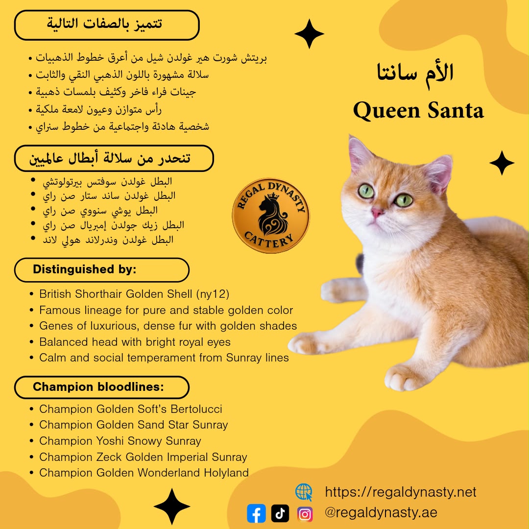 British Shorthair โ Premium Quality ๐ - Image 6