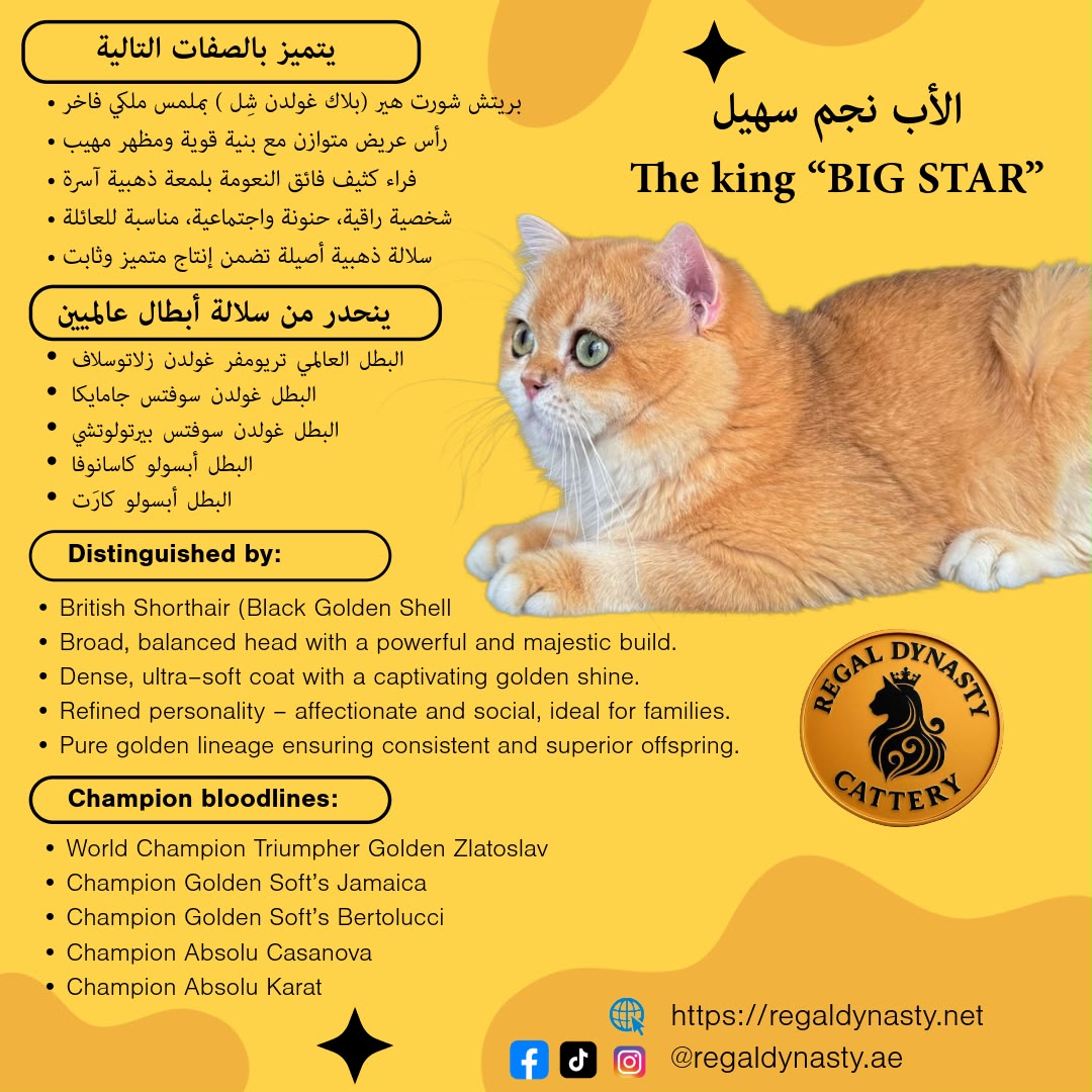 British Shorthair โ Premium Quality ๐ - Image 7